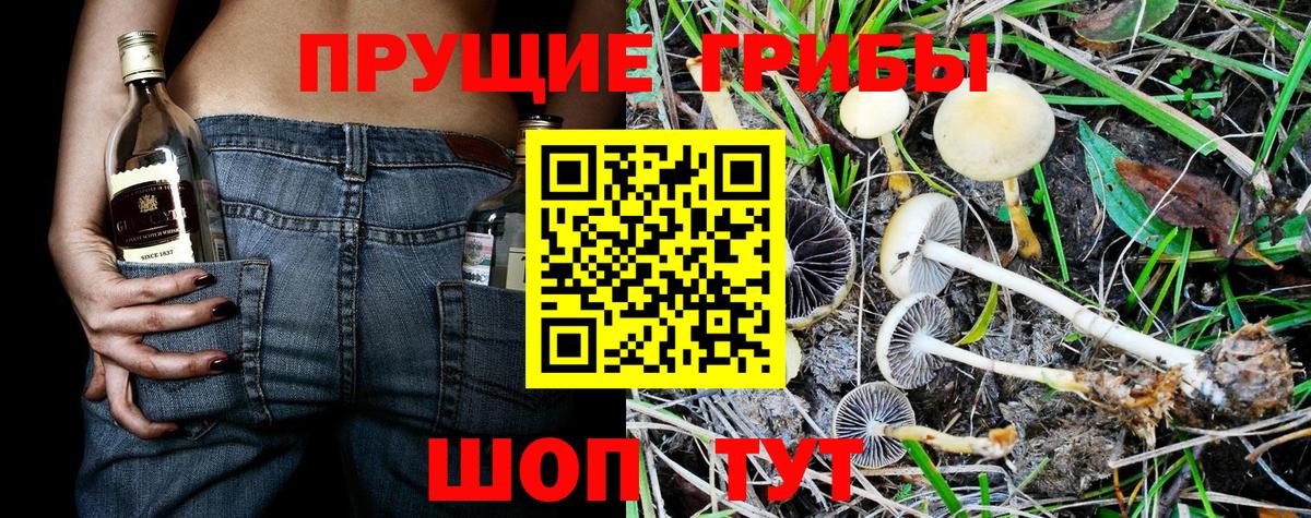 Псилоцибиновые грибы Psilocybine cubensis Егорьевск